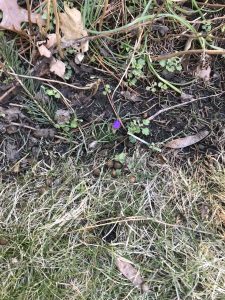 spring hope, Holland, MI